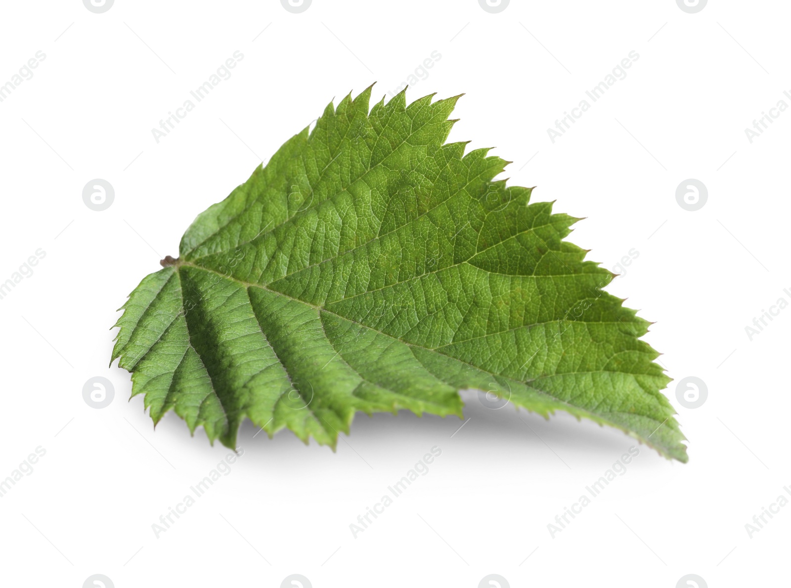 Photo of One fresh blackberry leaf isolated on white