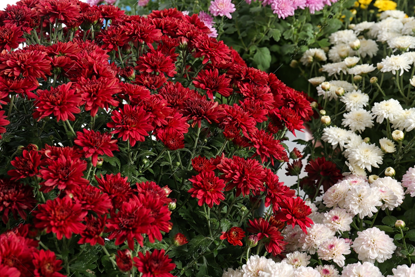 Photo of Beautiful colorful chrysanthemum flowers with leaves as background