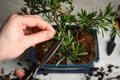 Photo of Woman trimming Japanese bonsai plant, closeup. Creating zen atmosphere at home