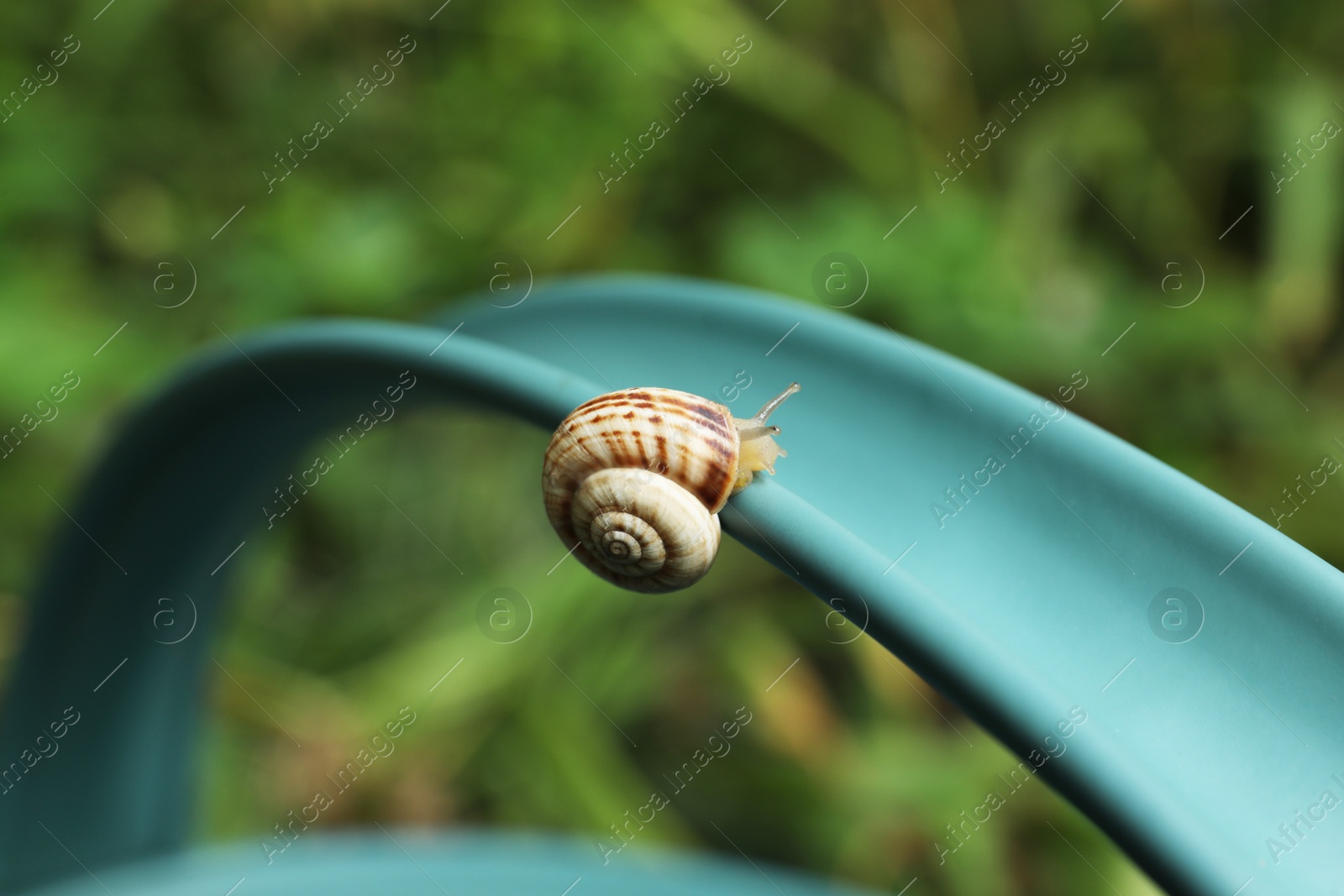 Photo of Common garden snail crawling on watering can handle outdoors, closeup