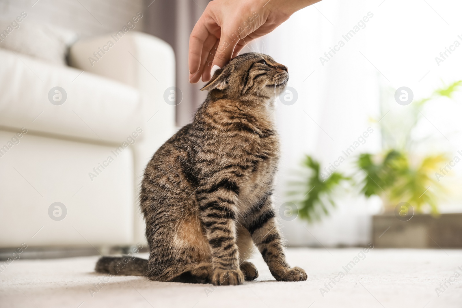 Photo of Woman petting cute tabby cat at home, closeup