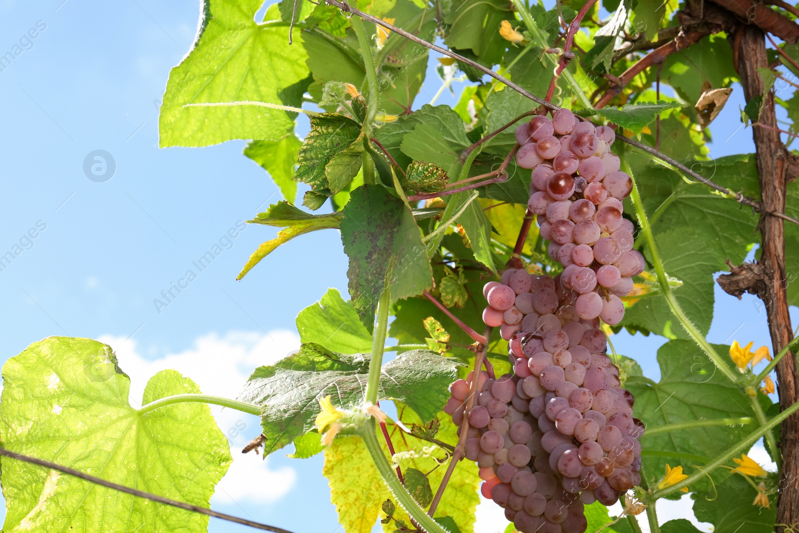 Photo of Ripe juicy grapes growing on branch in vineyard