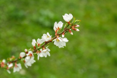 Photo of Branch of beautiful blossoming cherry tree outdoors, closeup. Spring season