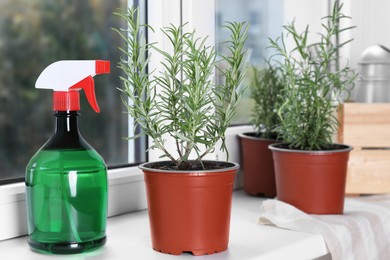 Beautiful green potted rosemary and spray bottle on windowsill