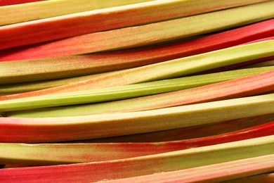 Photo of Many ripe rhubarb stalks as background, closeup