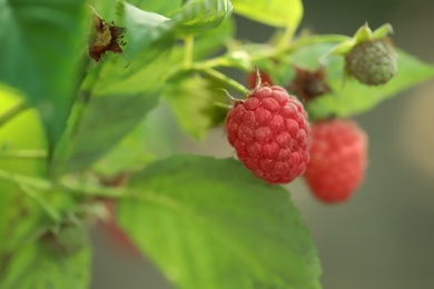 Photo of Raspberry bush with tasty ripe berries in garden, closeup