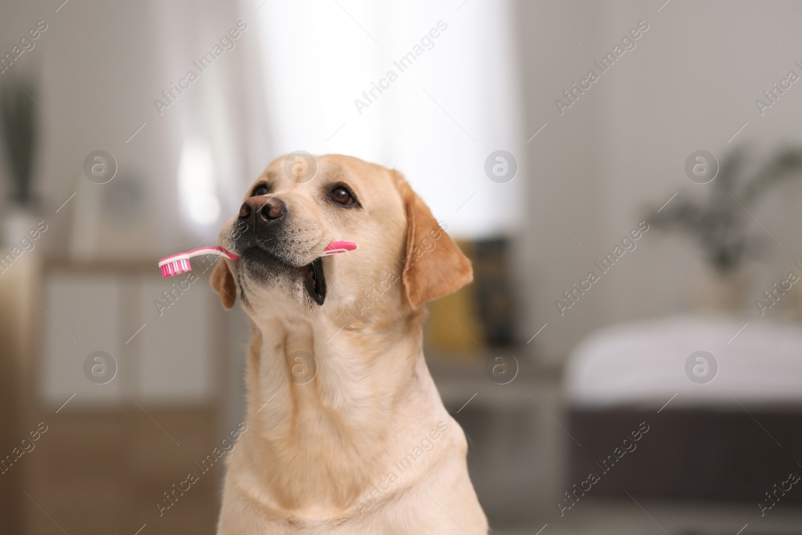 Photo of Adorable labrador retriever with toothbrush indoors