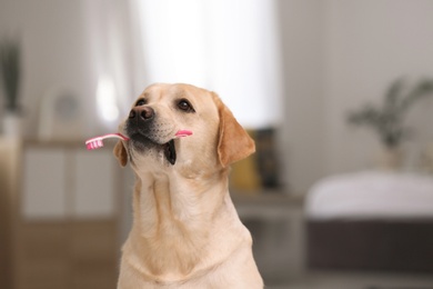 Adorable labrador retriever with toothbrush indoors