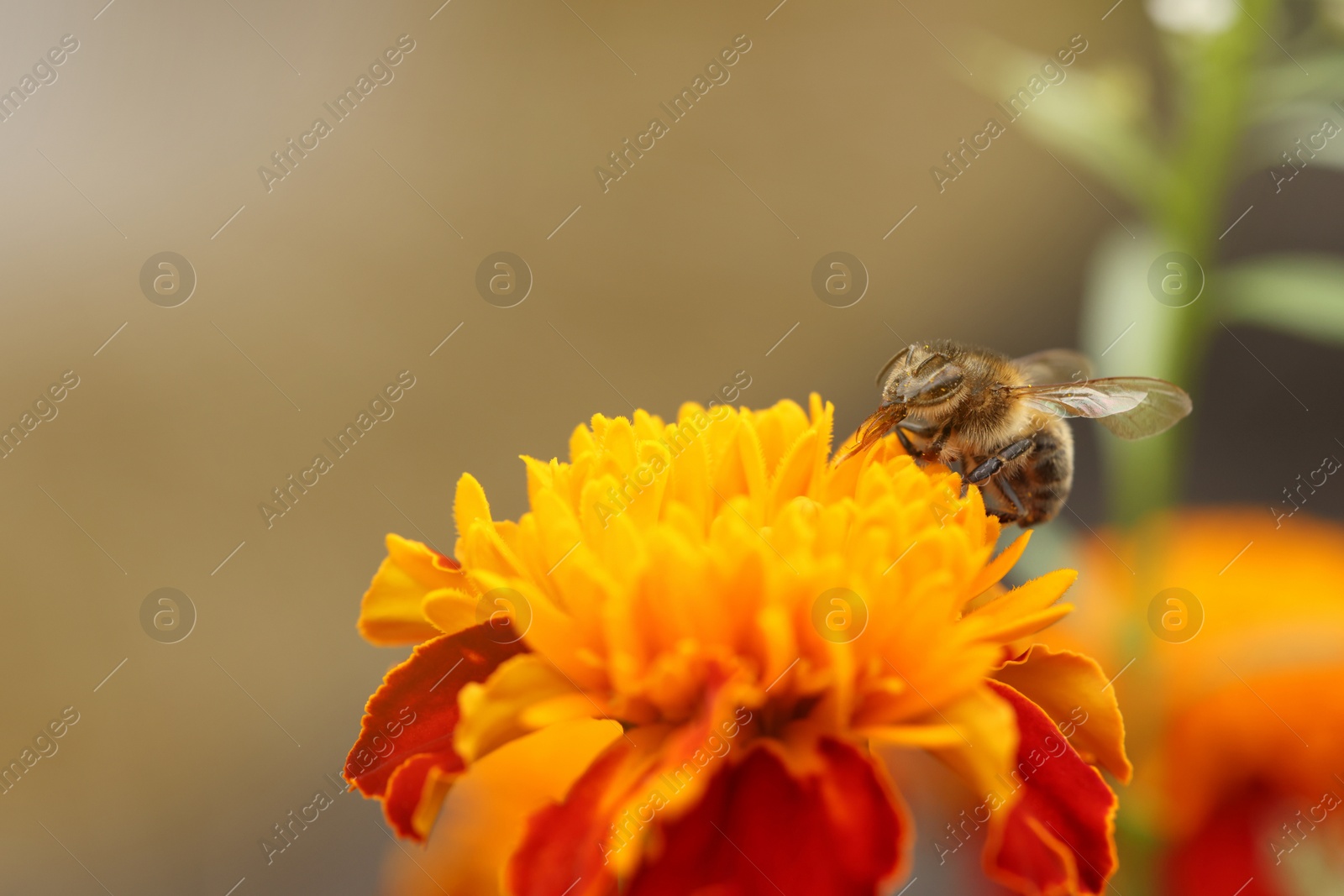 Photo of Honeybee collecting pollen from beautiful flower outdoors, closeup. Space for text