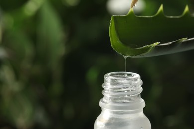 Aloe vera gel dripping from leaf into bottle against blurred background, macro view. Space for text