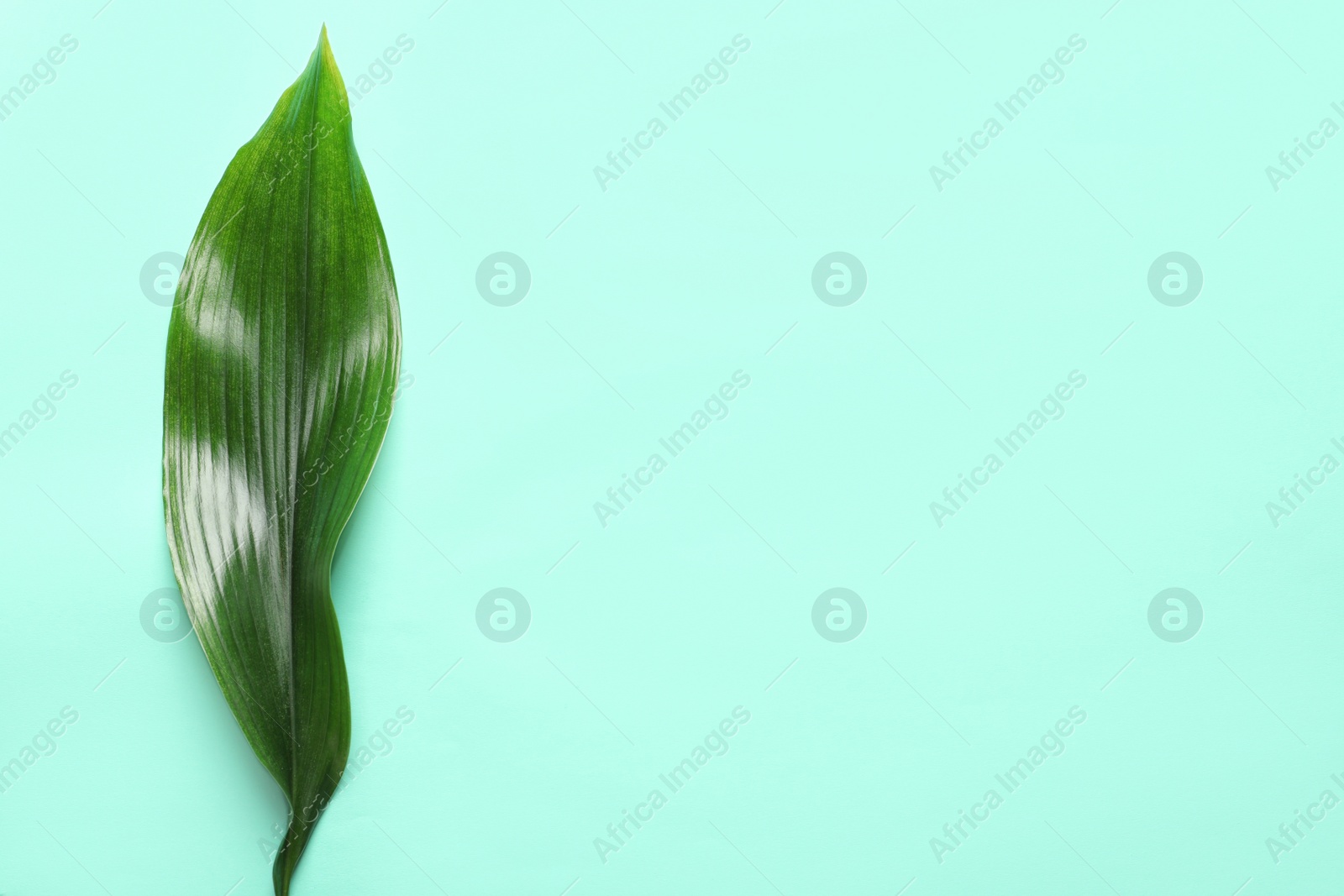 Photo of Beautiful tropical Aspidistra leaf on color background, top view