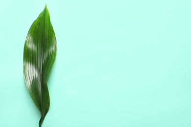 Beautiful tropical Aspidistra leaf on color background, top view