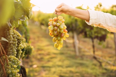 Photo of Woman holding cluster of ripe grapes in vineyard, closeup
