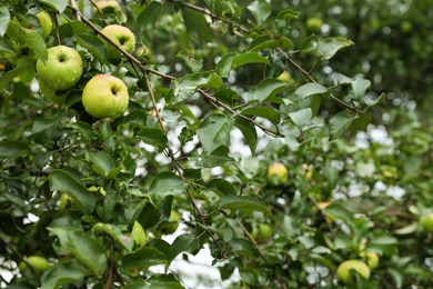 Photo of Tree with ripe apples in beautiful garden