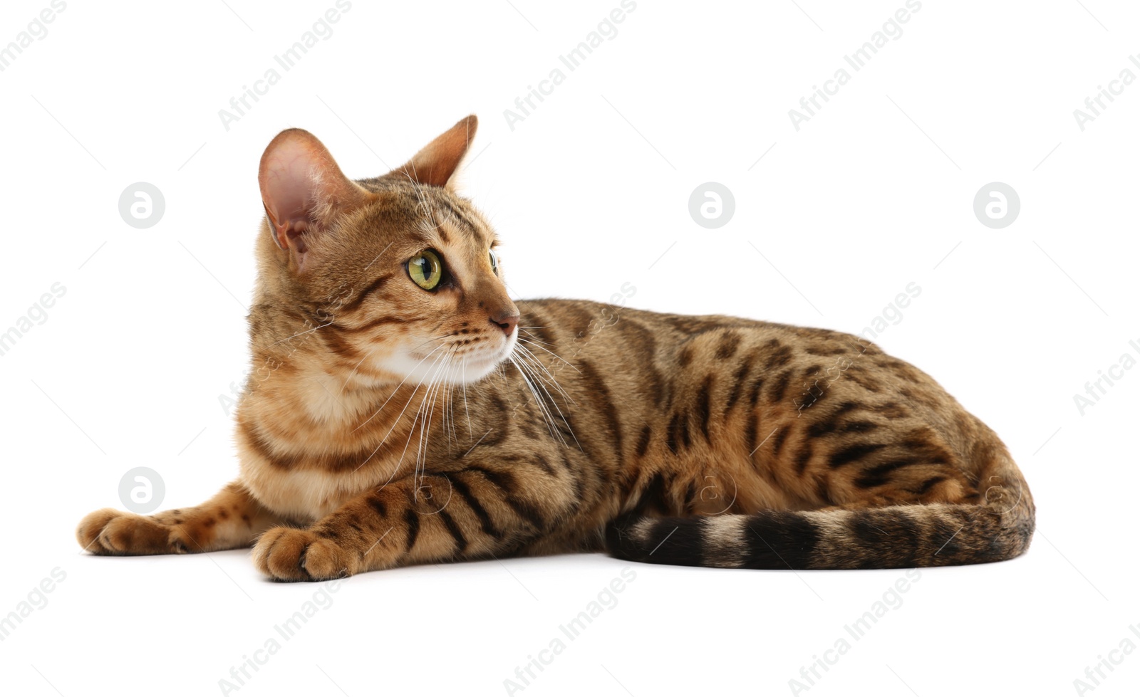 Photo of Cute Bengal cat on white background. Adorable pet