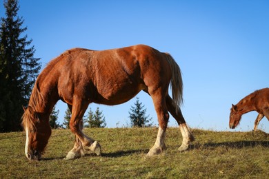 Brown horse grazing outdoors on sunny day. Beautiful pet