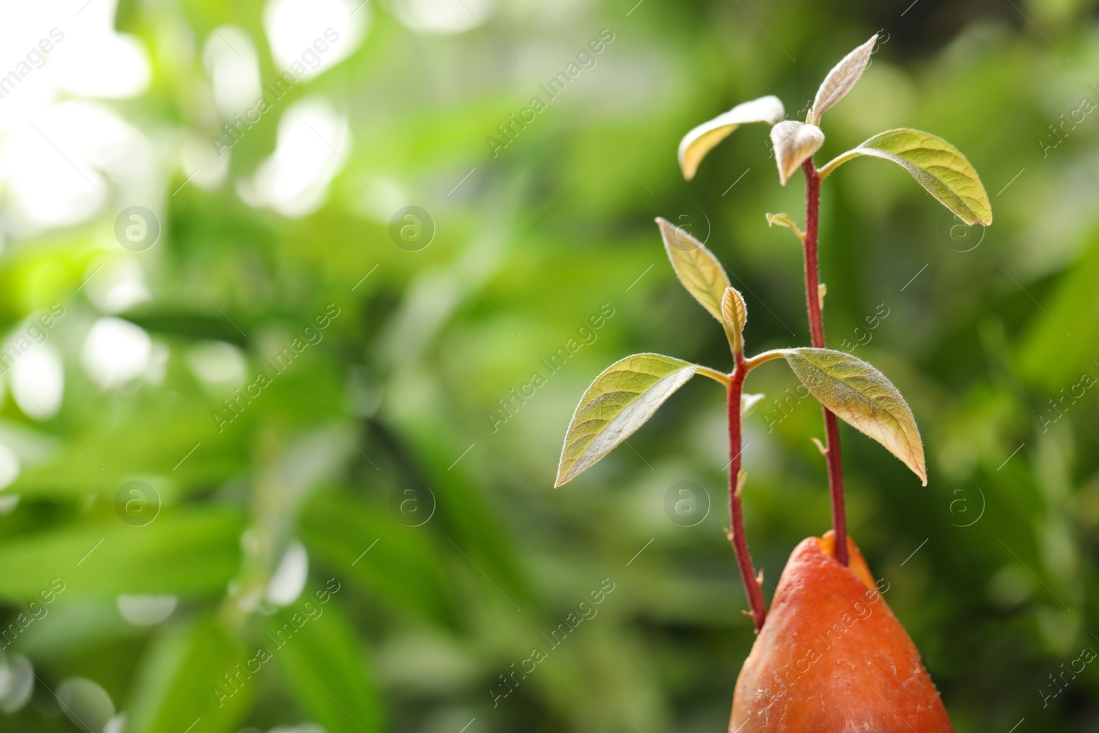 Photo of Avocado pit with sprouts on blurred background. Space for text