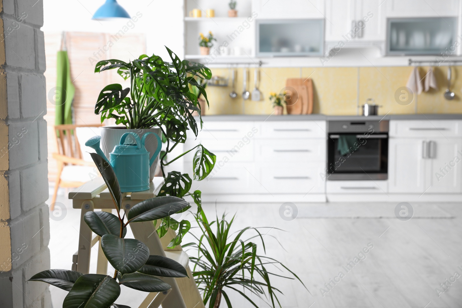 Photo of Beautiful green potted plants in kitchen. Home decoration