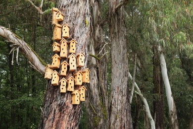 Photo of Big old tree with many bird houses on trunk in park