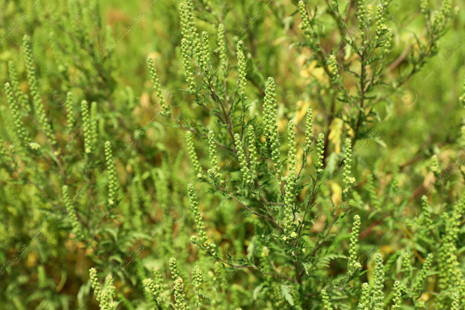 Photo of Blooming ragweed plant (Ambrosia genus) outdoors on sunny day. Seasonal allergy