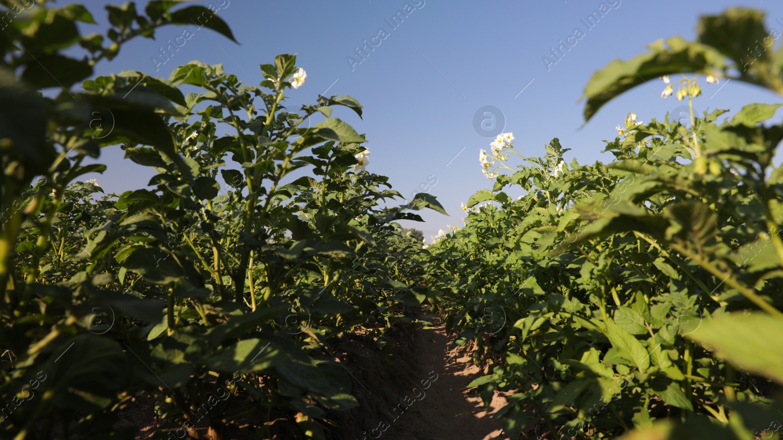 Photo of Beautiful field with blooming potato bushes on sunny day