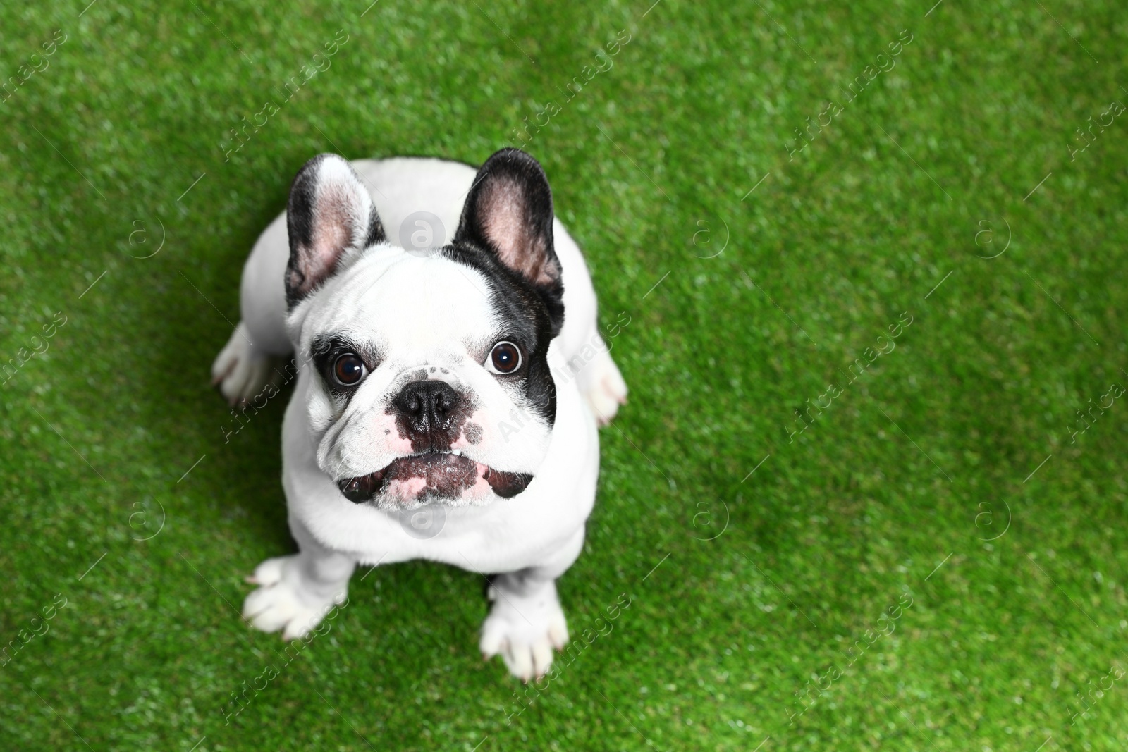 Photo of French bulldog on green grass, above view. Space for text