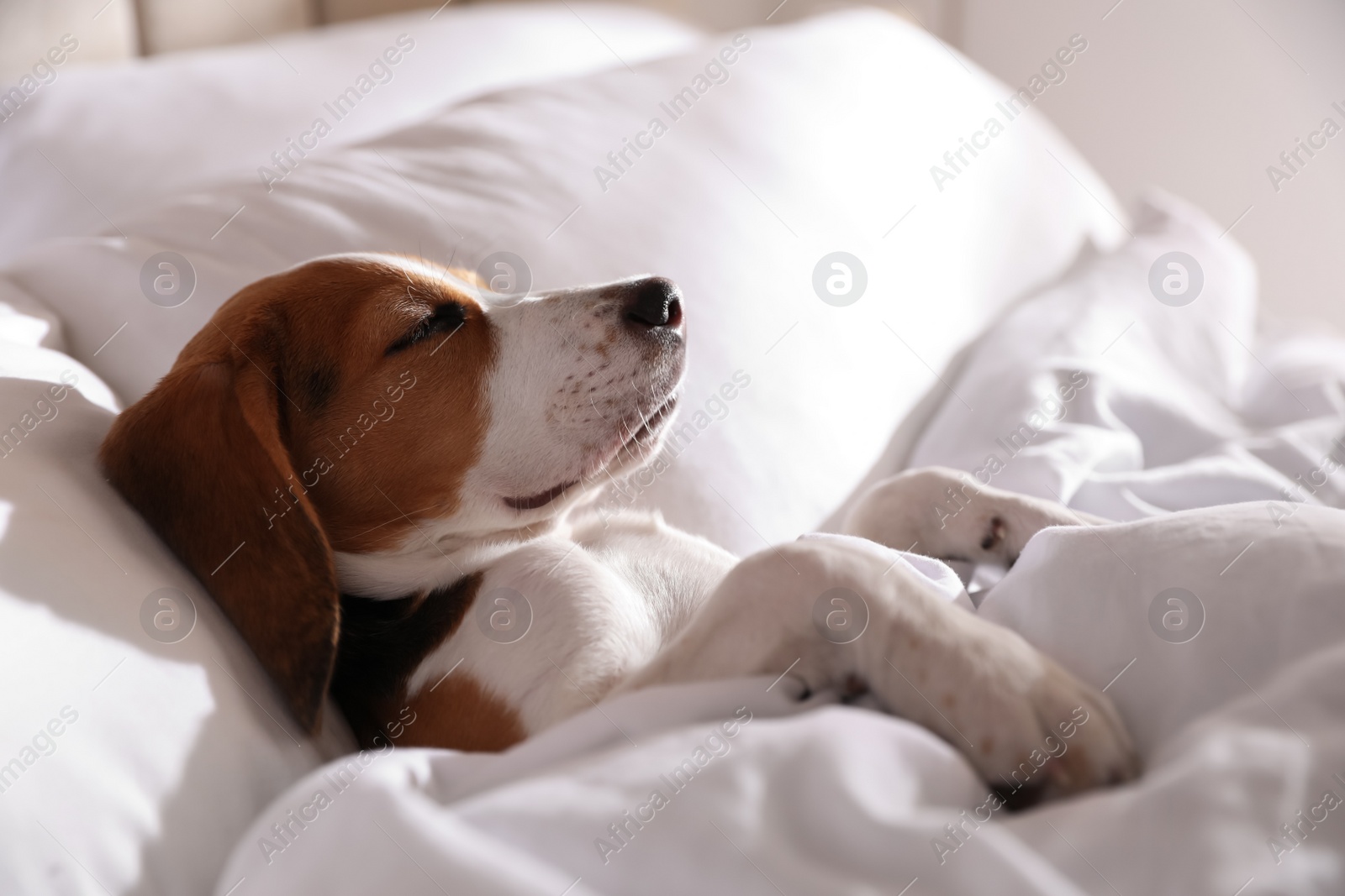 Photo of Cute Beagle puppy sleeping in bed. Adorable pet