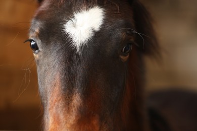 Photo of Adorable black horse on blurred background, closeup. Lovely domesticated pet