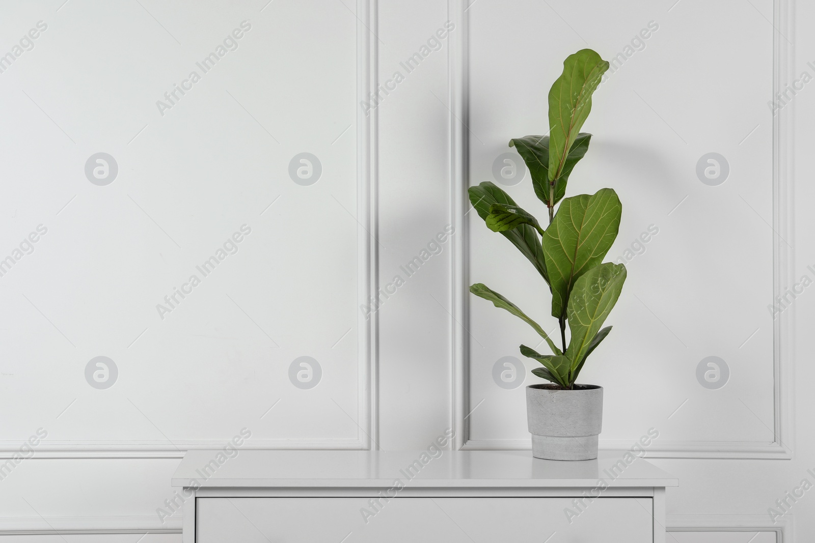 Photo of Potted ficus on chest of drawers near white wall, space for text. Beautiful houseplant