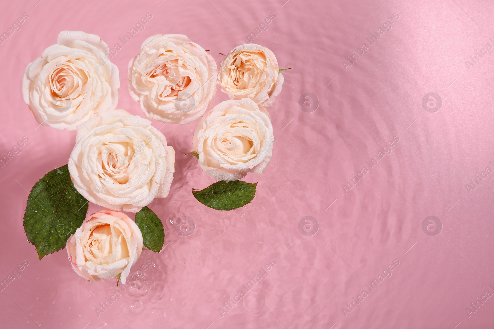 Photo of Beautiful roses and leaves in water on pink background, top view. Space for text