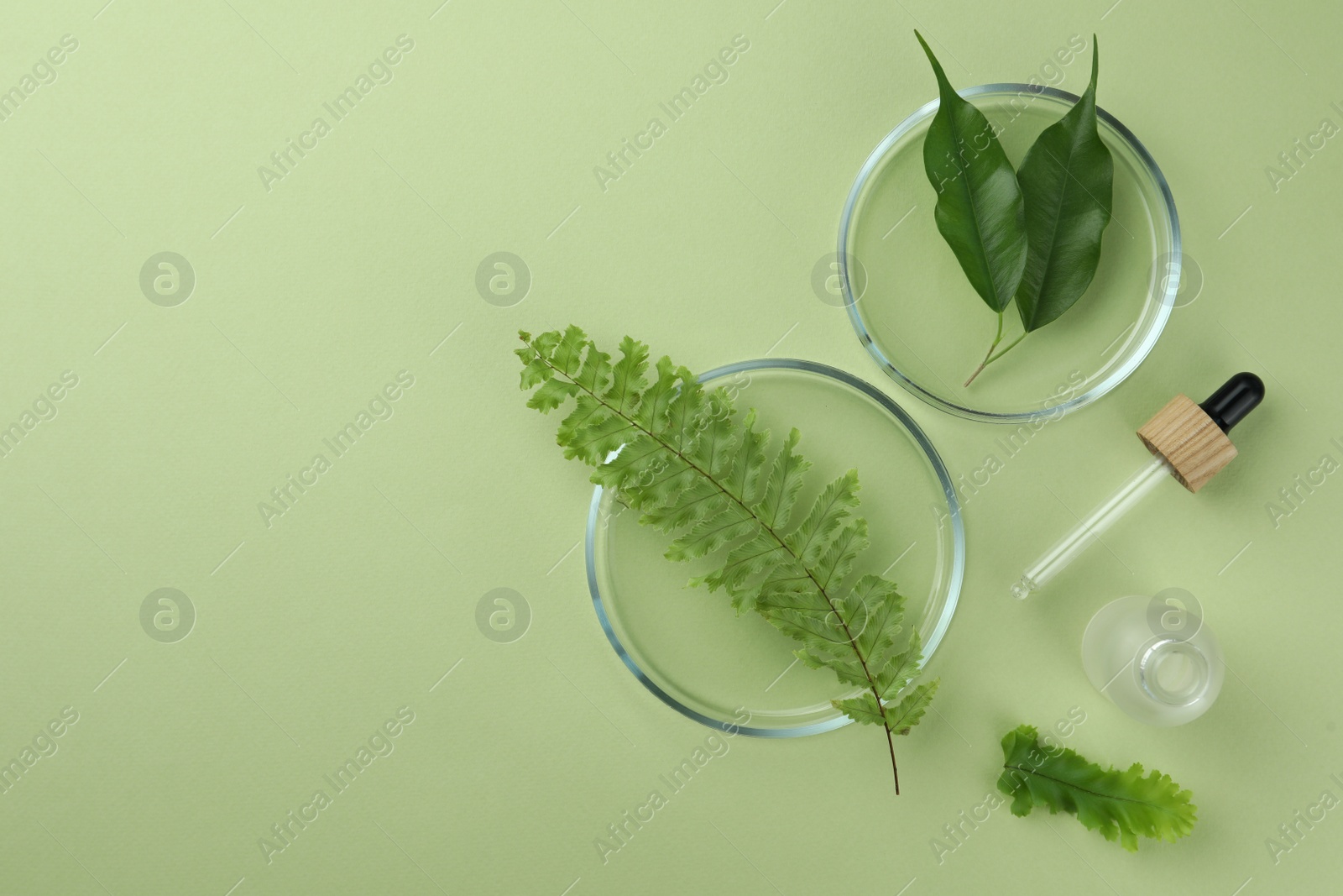 Photo of Flat lay composition with Petri dishes and plants on pale light green background. Space for text