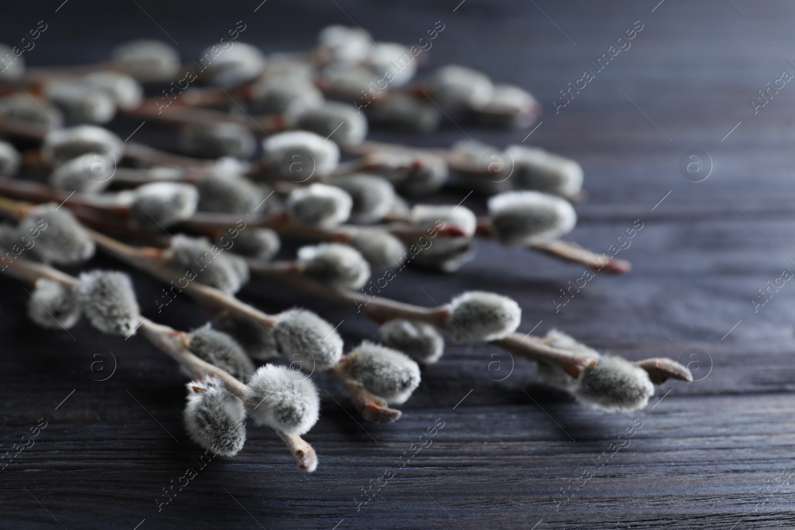 Photo of Beautiful pussy willow branches on black wooden background, closeup