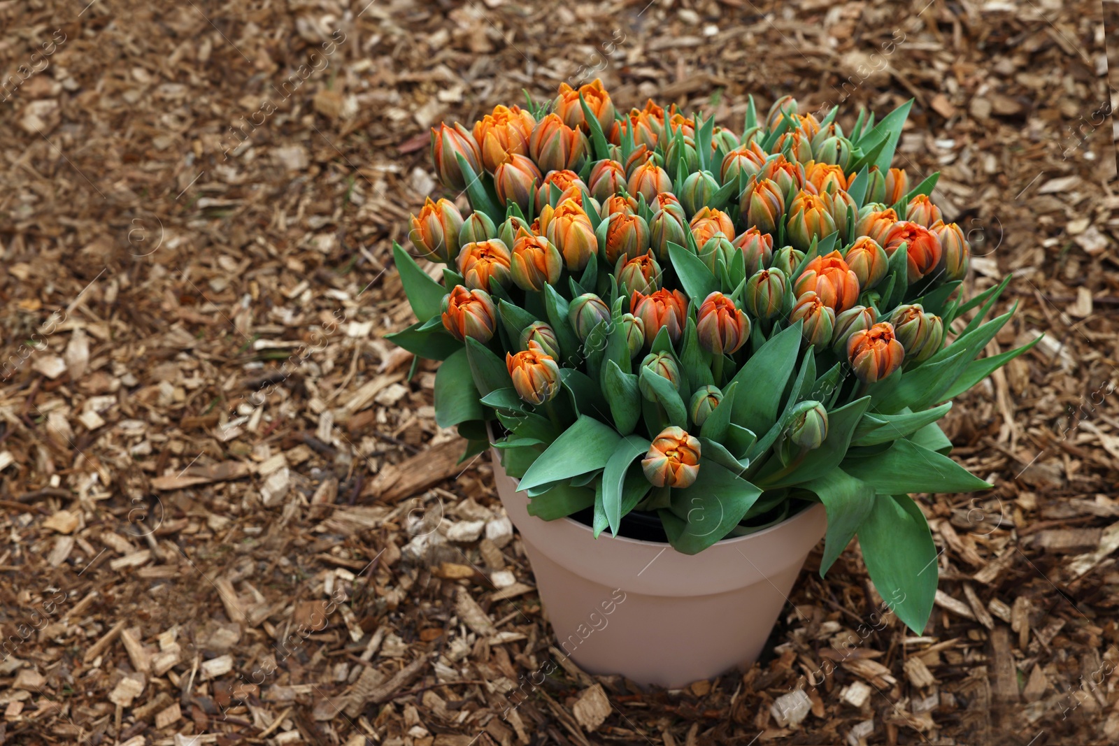 Photo of Beautiful potted tulip flowers on ground. Spring season