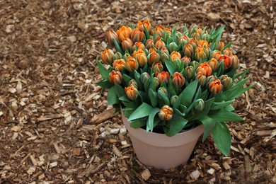 Beautiful potted tulip flowers on ground. Spring season