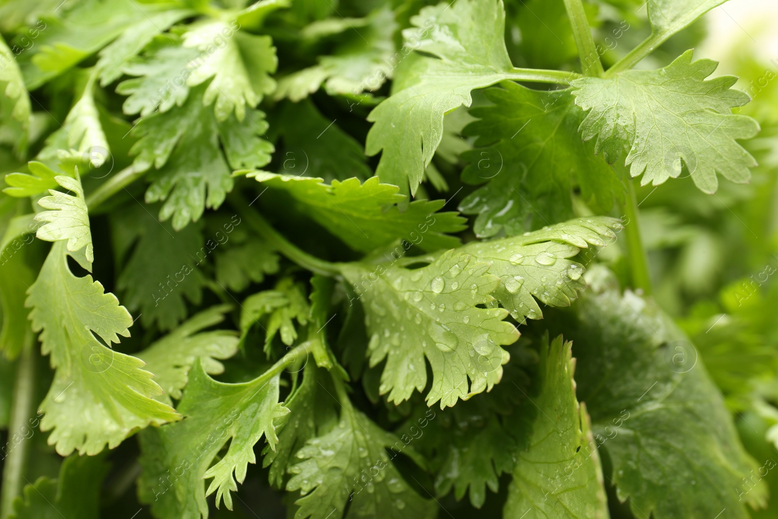 Photo of Fresh green coriander leaves as background, closeup