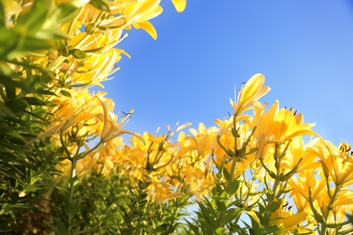 Photo of Beautiful yellow lilies in blooming field against blue sky