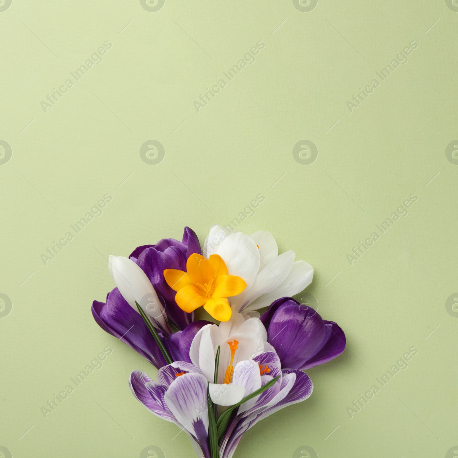 Photo of Beautiful crocus bouquet on beige background, top view