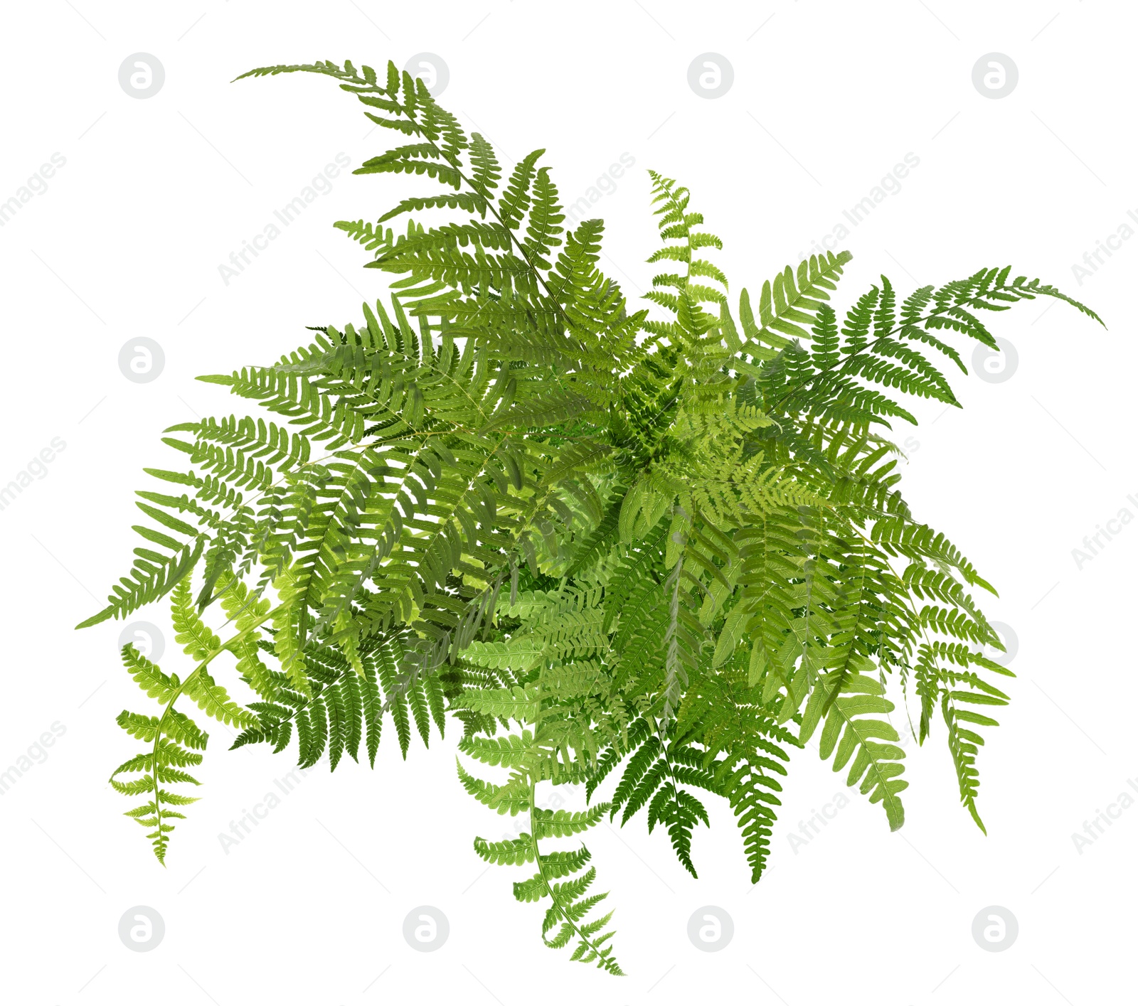 Image of Beautiful tropical fern leaves on white background