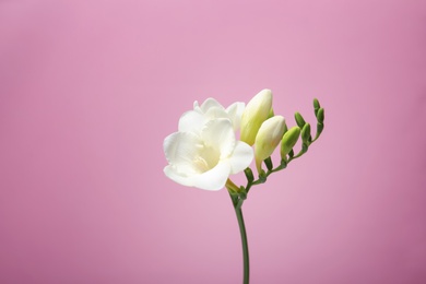 Beautiful freesia flower on color background