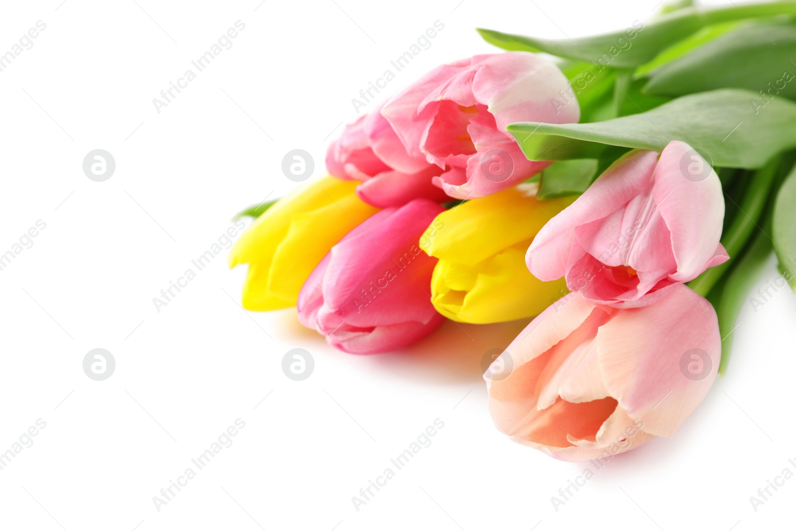 Photo of Beautiful spring tulips on white background. International Women's Day