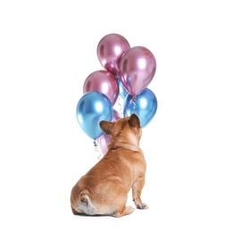 Funny French bulldog and bright balloons on white background