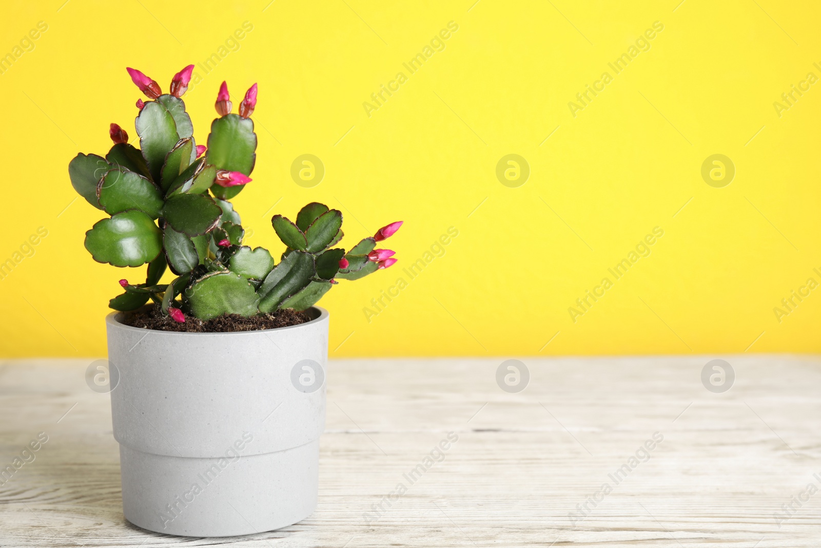 Photo of Beautiful blooming Schlumbergera (Christmas or Thanksgiving cactus) on white wooden table. Space for text