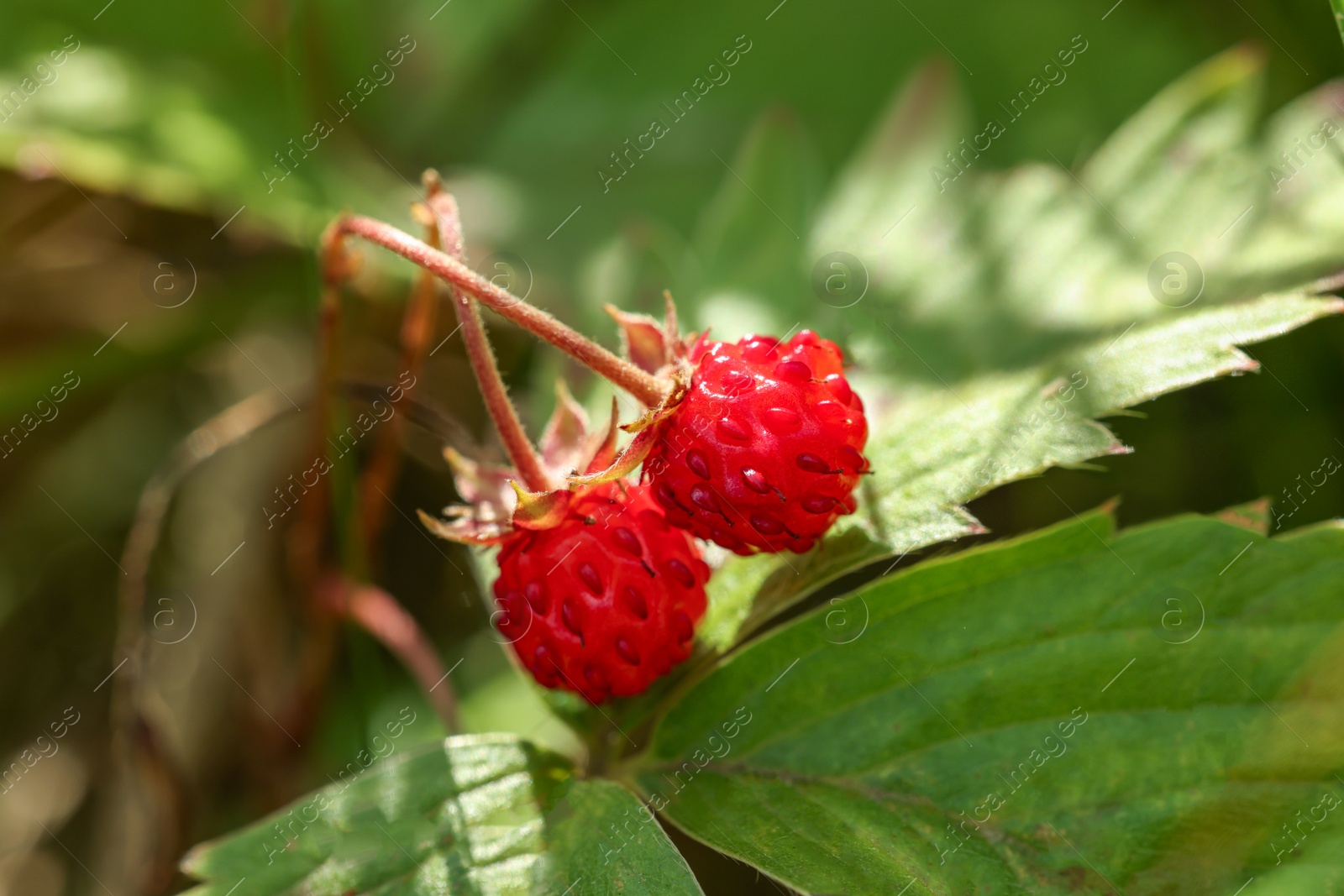 Photo of Small wild strawberries growing outdoors on sunny day