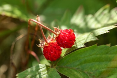 Small wild strawberries growing outdoors on sunny day