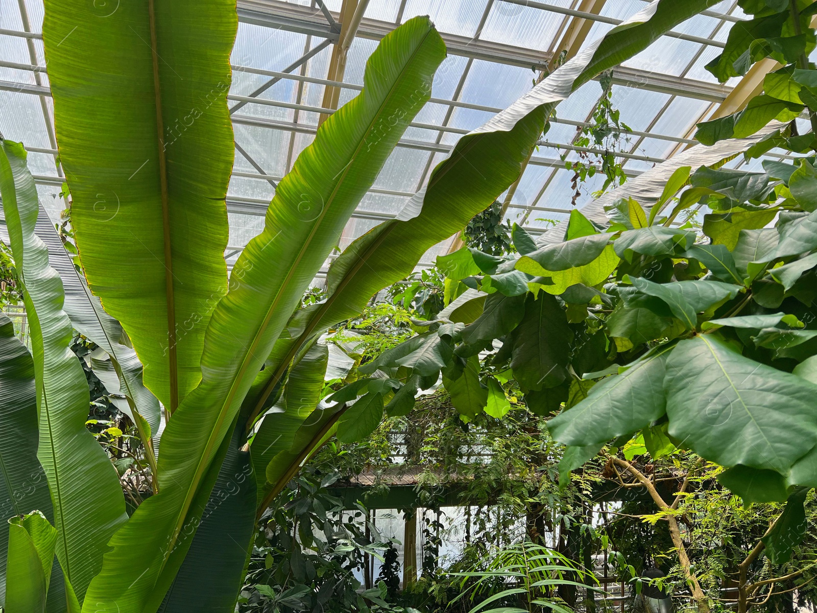 Photo of Beautiful banana leaf plant growing in greenhouse