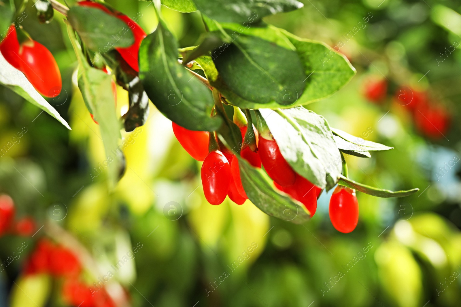 Photo of Branch with ripe fresh goji berries in garden