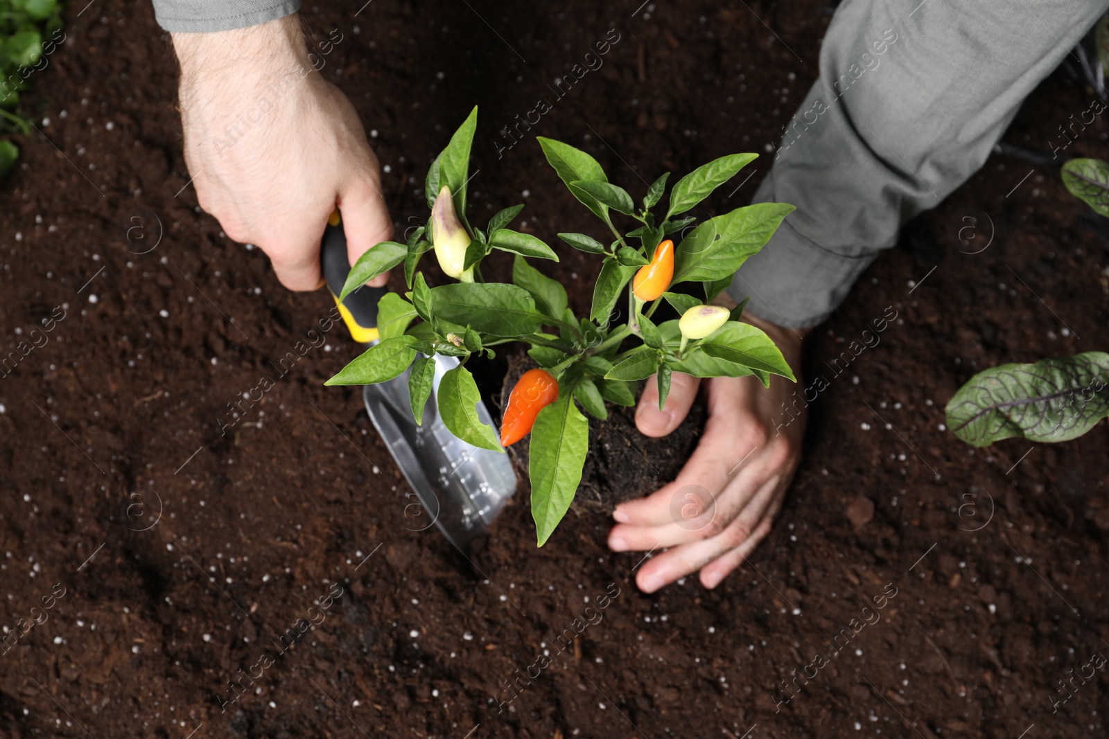 Photo of Man transplanting pepper plant into soil, top view