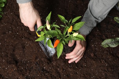 Man transplanting pepper plant into soil, top view