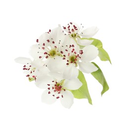 Photo of Beautiful blossoming pear tree branch with flowers on white background