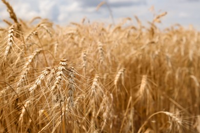 Photo of Ripe wheat spikes in agricultural field, closeup. Space for text